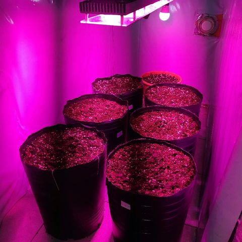 Candy amnesia haze auto #1 growlog timeline photo
