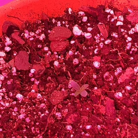 Og kush auto dinafem growlog timeline photo