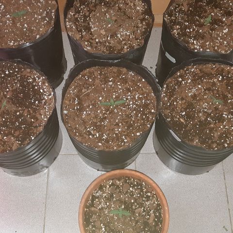 Candy amnesia haze auto #1 growlog timeline photo