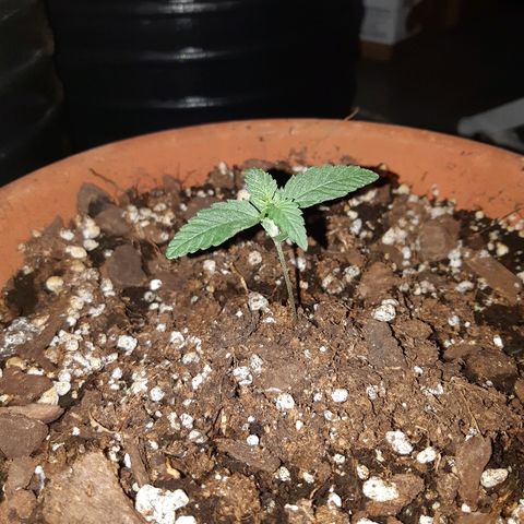 Og kush auto dinafem growlog timeline photo