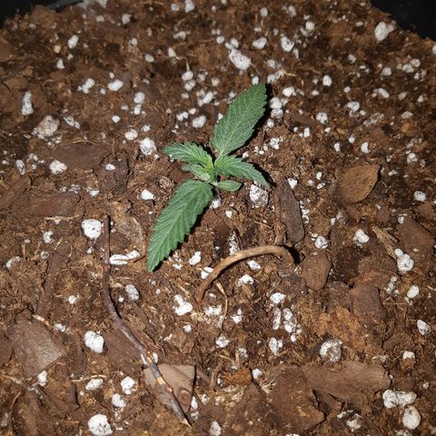 Candy amnesia haze auto #1 growlog timeline photo