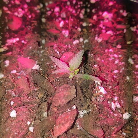 Candy amnesia haze auto #3 growlog timeline photo
