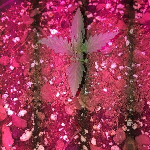 Candy amnesia haze auto #3 growlog timeline photo