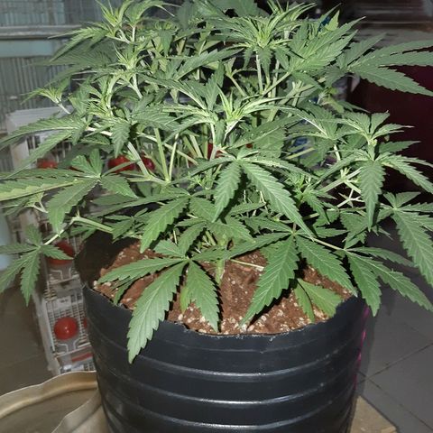 Candy amnesia haze auto #1 growlog timeline photo