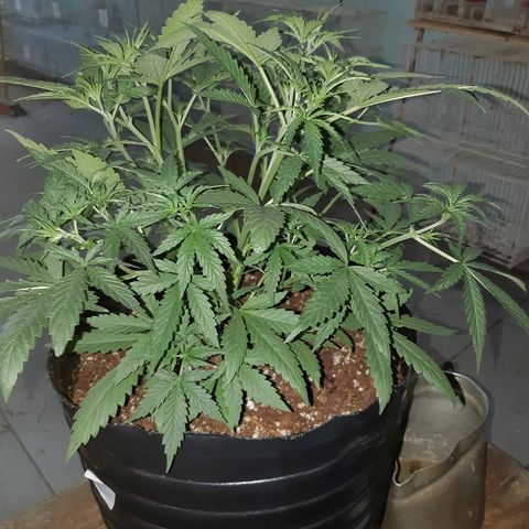 Candy amnesia haze auto #1 growlog timeline photo