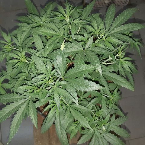 Candy amnesia haze auto #1 growlog timeline photo