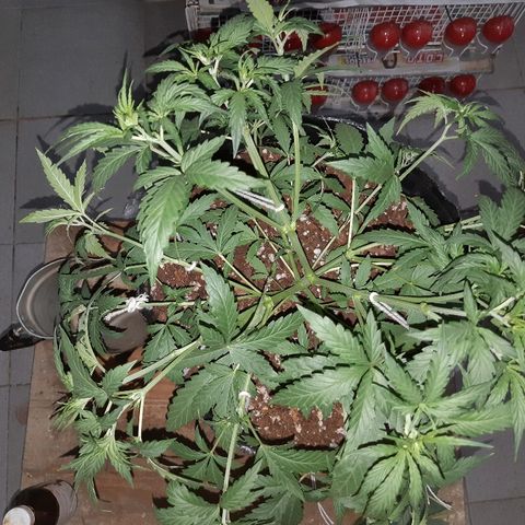 Candy amnesia haze auto #1 growlog timeline photo