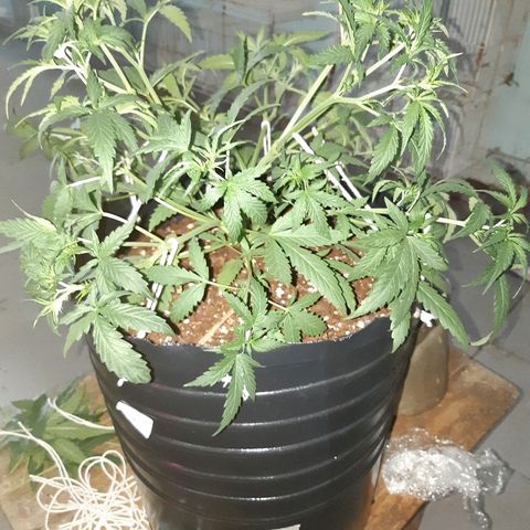 Candy amnesia haze auto #1 growlog timeline photo