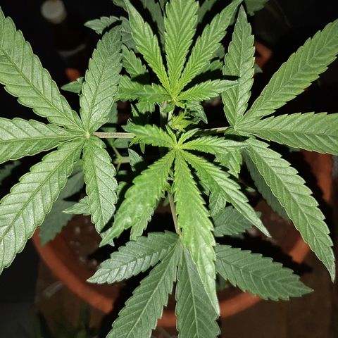 Og kush auto dinafem growlog timeline photo
