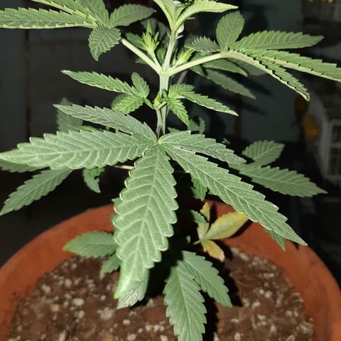Og kush auto dinafem growlog timeline photo