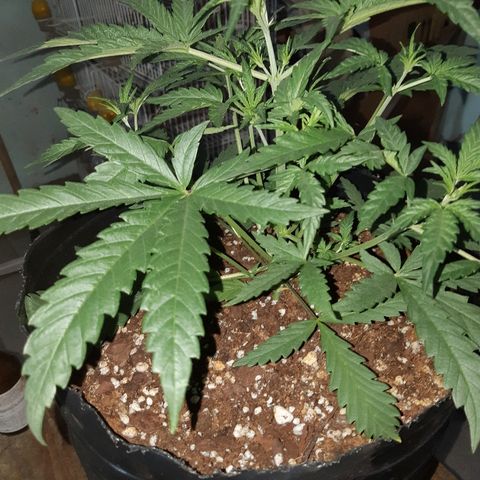 Candy amnesia haze auto #2 growlog timeline photo