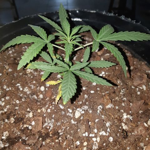 Candy amnesia haze auto #3 growlog timeline photo