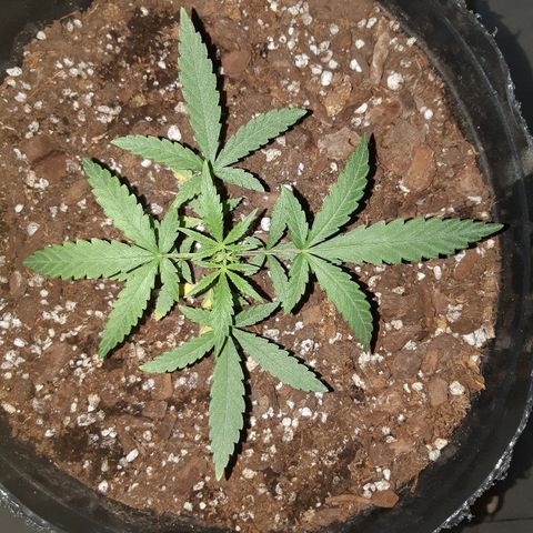 Candy amnesia haze auto #3 growlog timeline photo