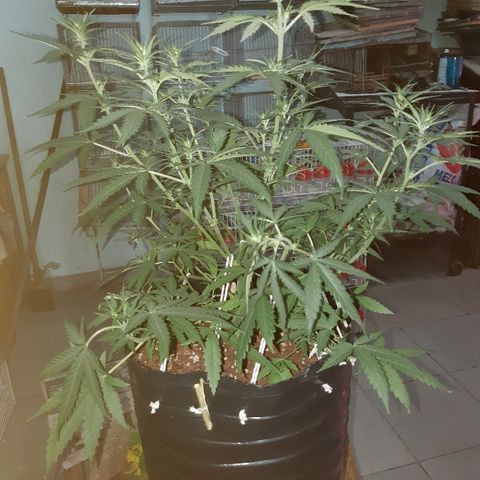 Candy amnesia haze auto #1 growlog timeline photo