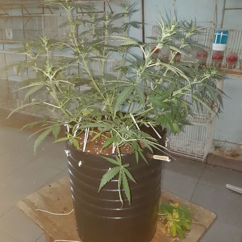 Candy amnesia haze auto #1 growlog timeline photo