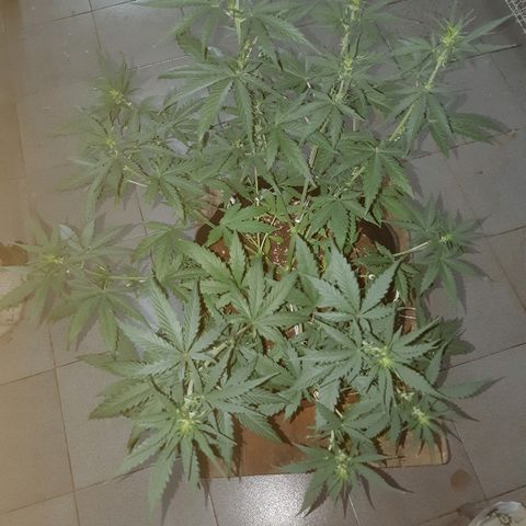 Candy amnesia haze auto #1 growlog timeline photo