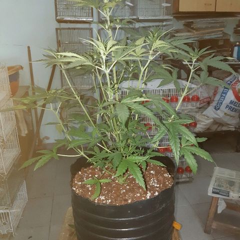 Candy amnesia haze auto #2 growlog timeline photo