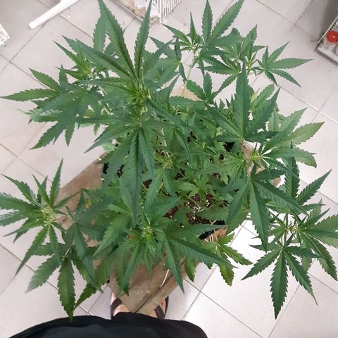 Candy amnesia haze auto #2 growlog timeline photo