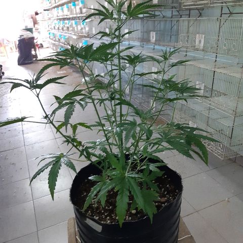 Candy amnesia haze auto #2 growlog timeline photo