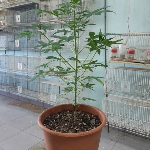 Og kush auto dinafem growlog timeline photo