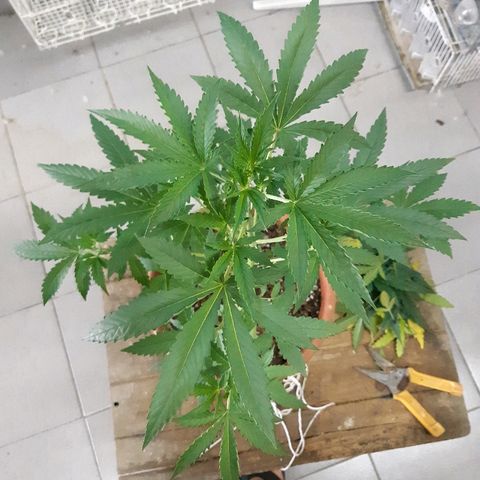 Og kush auto dinafem growlog timeline photo
