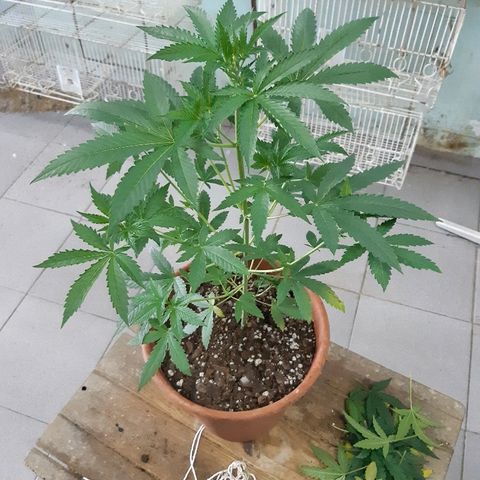 Og kush auto dinafem growlog timeline photo