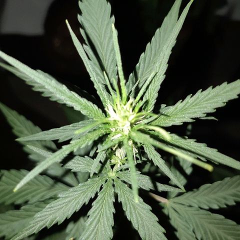 Candy amnesia haze auto #1 growlog timeline photo