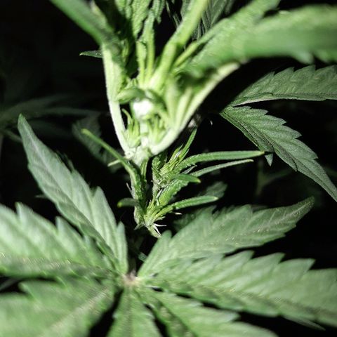 Candy amnesia haze auto #2 growlog timeline photo