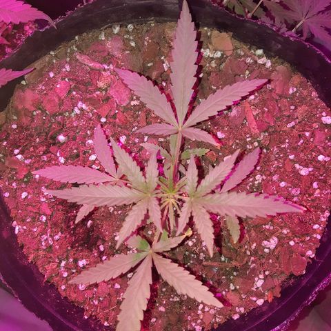 Candy amnesia haze auto #3 growlog timeline photo