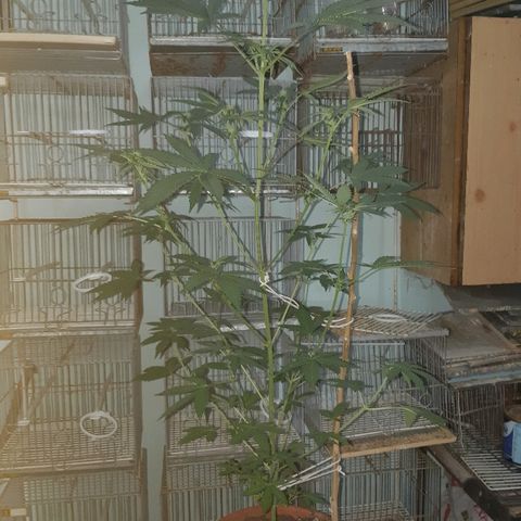 Og kush auto dinafem growlog timeline photo