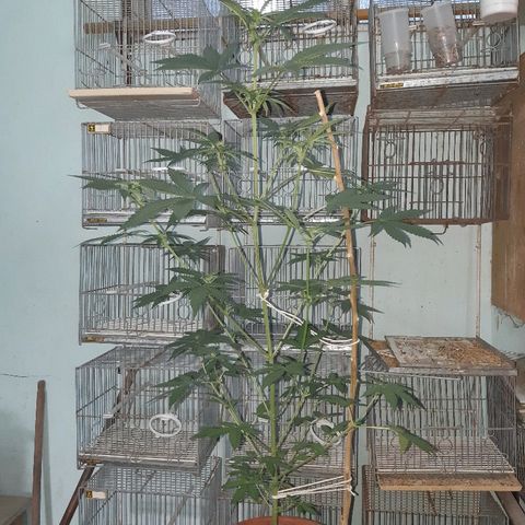 Og kush auto dinafem growlog timeline photo