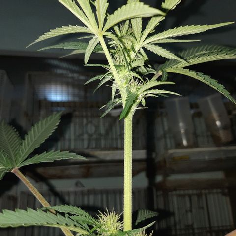 Og kush auto dinafem growlog timeline photo