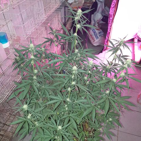 Candy amnesia haze auto #1 growlog timeline photo