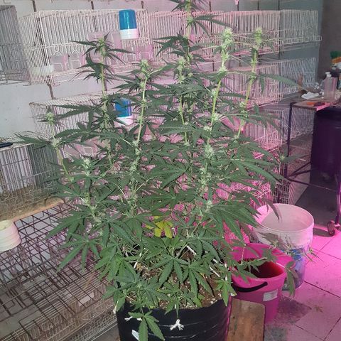 Candy amnesia haze auto #1 growlog timeline photo