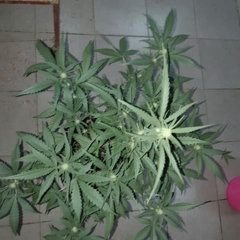 Candy amnesia haze auto #2 growlog timeline photo