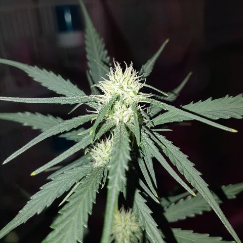 Candy amnesia haze auto #1 growlog timeline photo