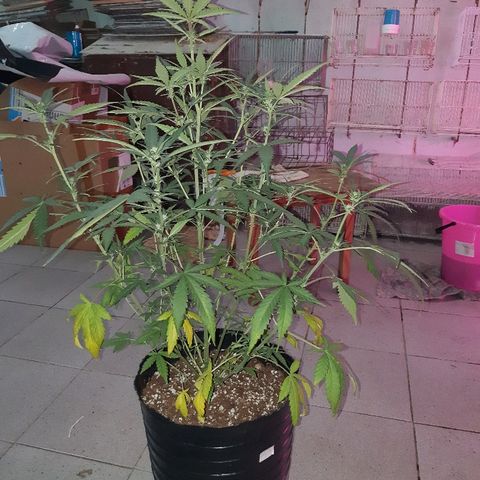 Candy amnesia haze auto #2 growlog timeline photo