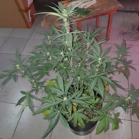Candy amnesia haze auto #2 growlog timeline photo