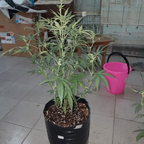 Candy amnesia haze auto #2 growlog timeline photo