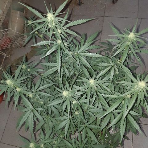 Candy amnesia haze auto #1 growlog timeline photo