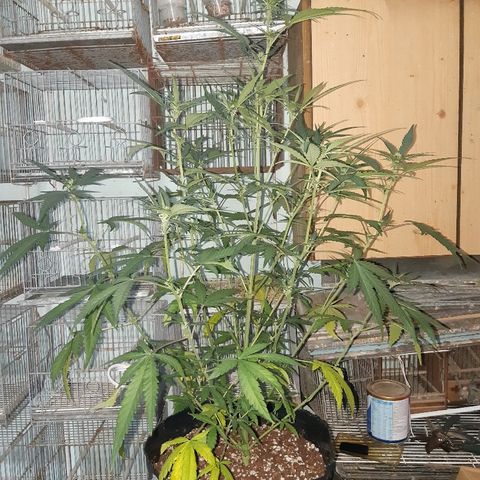 Candy amnesia haze auto #2 growlog timeline photo