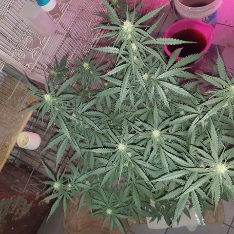 Candy amnesia haze auto #1 growlog timeline photo