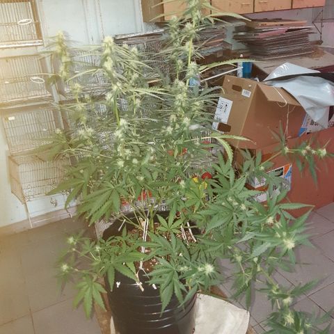 Candy amnesia haze auto #1 growlog timeline photo