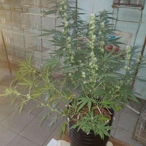 Candy amnesia haze auto #1 growlog timeline photo