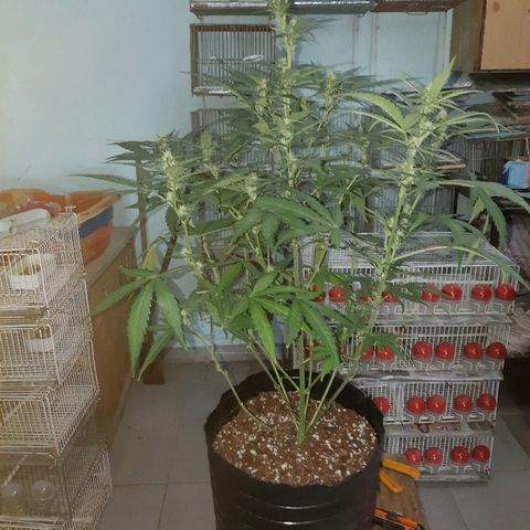 Candy amnesia haze auto #2 growlog timeline photo