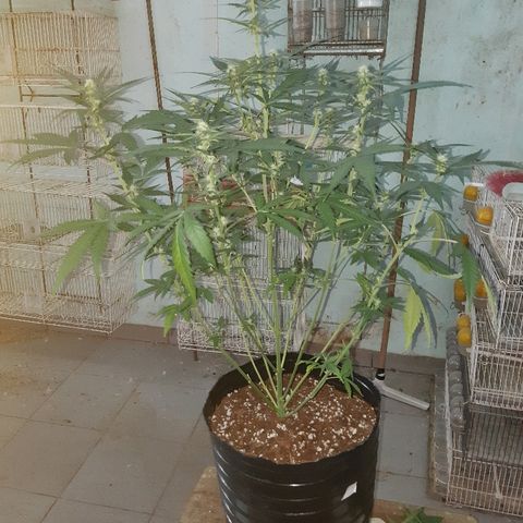 Candy amnesia haze auto #2 growlog timeline photo