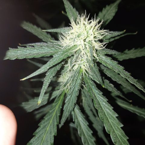 Candy amnesia haze auto #1 growlog timeline photo