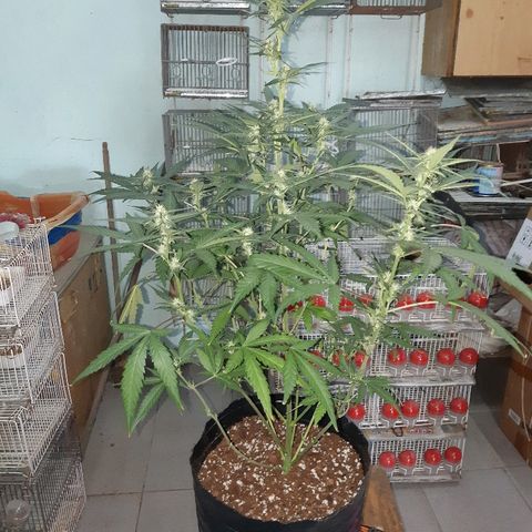 Candy amnesia haze auto #2 growlog timeline photo