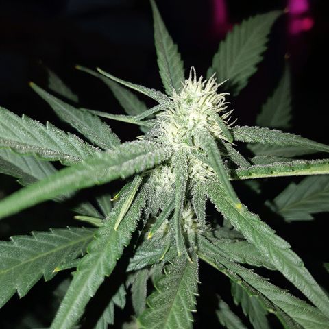 Candy amnesia haze auto #2 growlog timeline photo