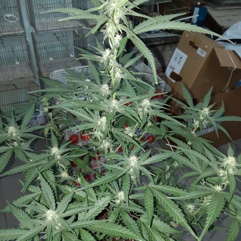 Candy amnesia haze auto #2 growlog timeline photo